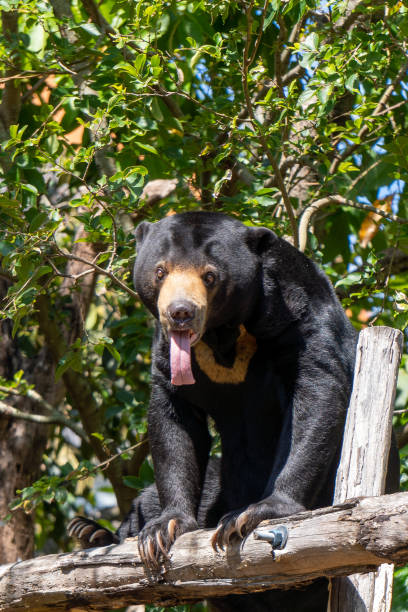 istock Asian Black Bear with it's tongue  out 1755753685