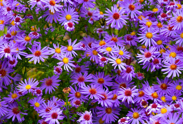 istock Beautiful background of blooming chrysanthemum. 1755754275
