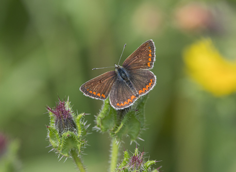 A Brown Argus Butterfly at rest on foliage