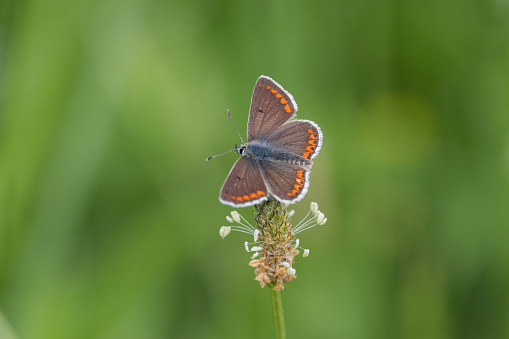 Melitaea arduinna  on the flower