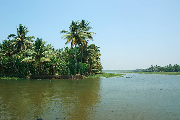 istock coconut palms on lake. Kerala, South India 175575795