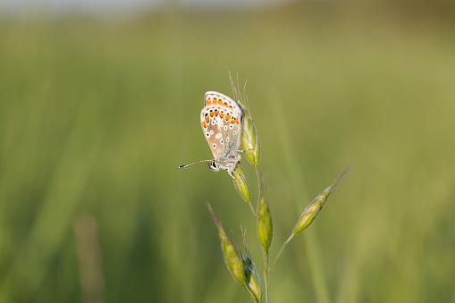 A Brown Argus Butterfly at rest on foliage