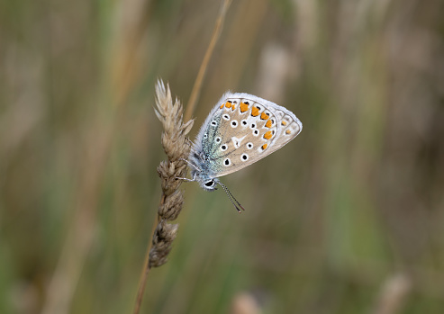 An image of a Common Blue Butterfly