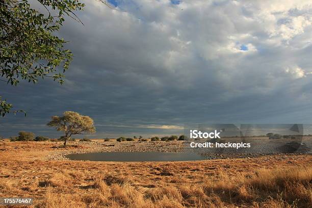 Photo libre de droit de Namibie Detosha banque d'images et plus d'images libres de droit de Afrique - Afrique, Arbre, Fonds de nuage