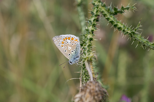 Common blue butterfly. (Polyommatus icarus)