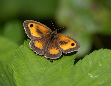 A Gatekeeper butterfly at rest on foliage with wings open in sunlight