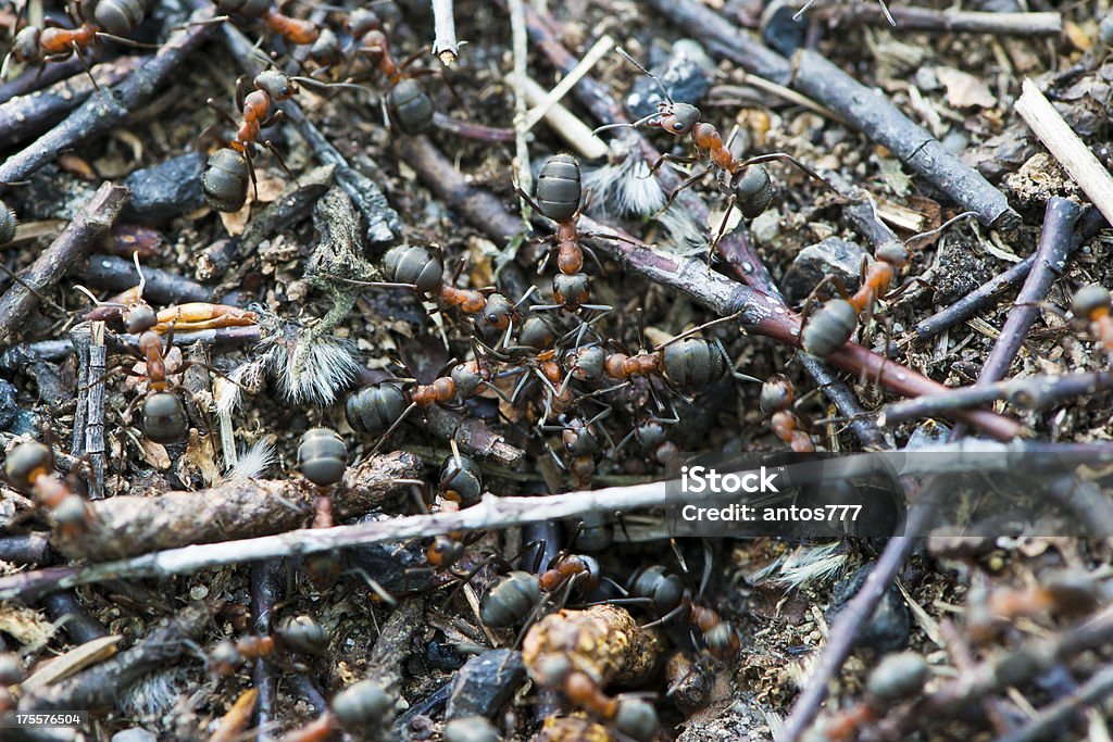 Formigas em uma formigueiro - Royalty-free Animal Foto de stock
