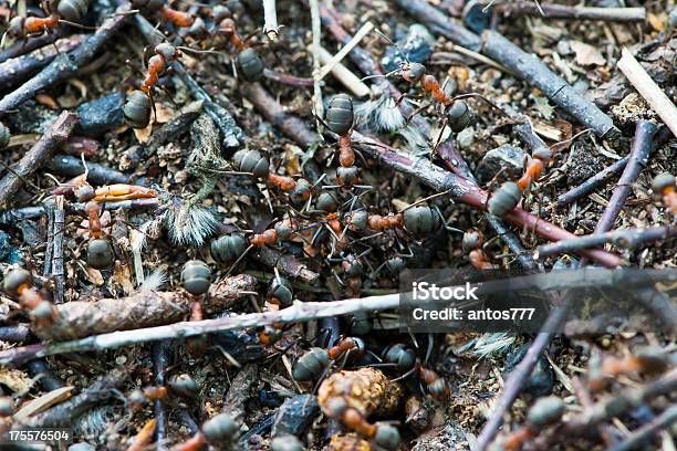 Formigas Em Uma Formigueiro - Fotografias de stock e mais imagens de Animal - Animal, Arranjo, Atividade