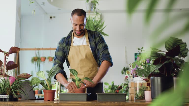 Portrait of successful African male florist replanting flowers in florist shop using soil wearing apron. Man florist puts plants in desk at flower store. Floristry business and people concept.