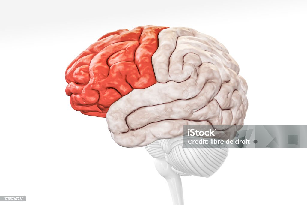 대뇌 피질 전두엽은 흰색 배경 3d 렌더링 그림에 분리된 붉은 색 프로필 보기에 있습니다 인간의 뇌 해부학 신경학 신경 과학 ...