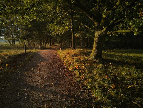 atmospheric hiking trail in the forest - just before sunset