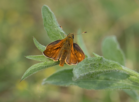 An image of a Large Skipper Butterfly perched on green foliage