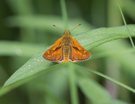 An image of a Large Skipper Butterfly perched on green foliage