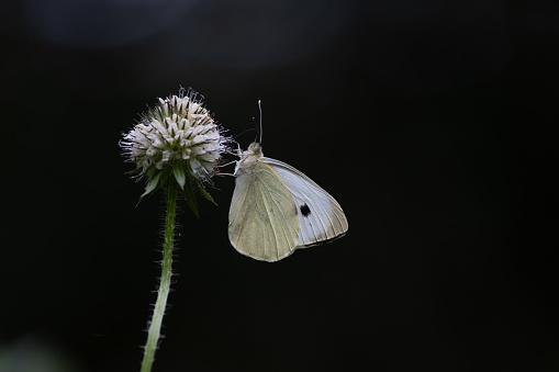 An image of a Backlit Large White Butterfly whilst resting on a thistle  seed head