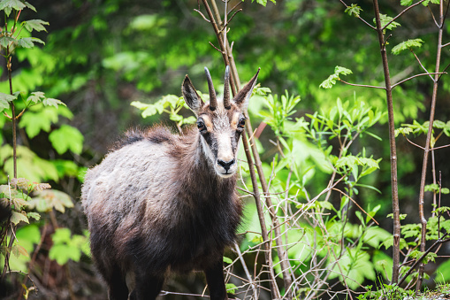 chamois buck in the woods