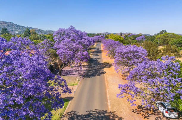 Treelined street with Jacaranda Trees in the suburb of Berario, Johannesburg