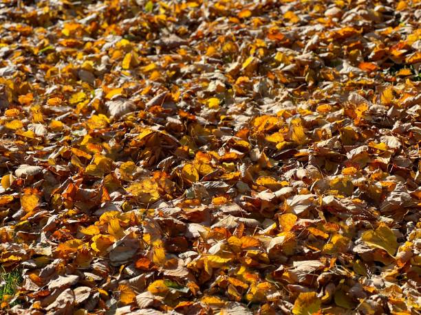 istock Autumn fallen yellow leaves on the ground. 1755776005