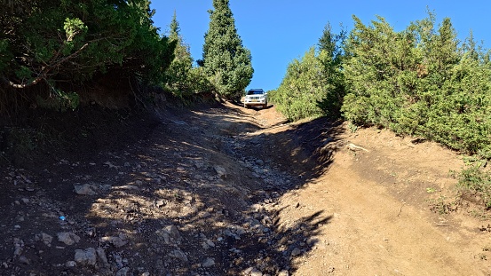 A white SUV goes down a dirt blurred forest road. Coniferous green trees with bushes grow along the edges of the path. Blurred track and small stones. The roots of the bushes stick out. Mountains