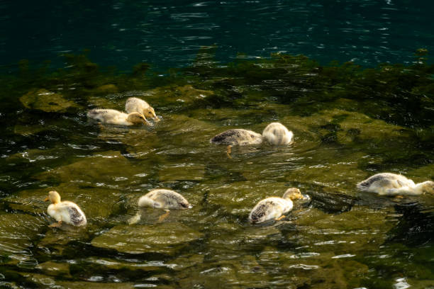 Two mallard ducklings swimming in a river