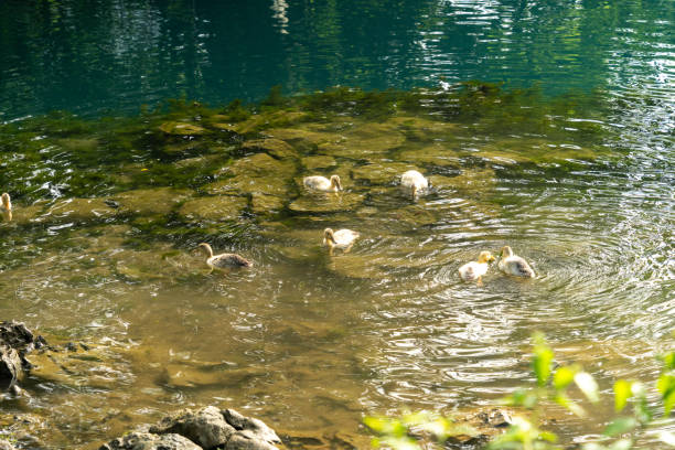 Small baby duckling swimming through the waters of a lake with the reflections of the sun coming through the trees.