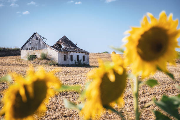 sunflowers and a ruin - fugacity imagens e fotografias de stock