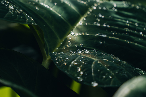 Close up of melting ice dripping from leaf