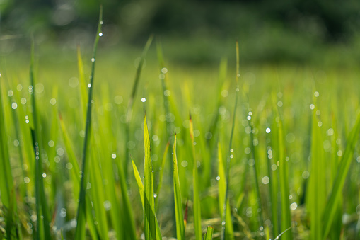 close up of nature fresh green grass with dews drop early morning