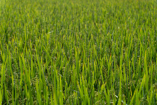 Oat field detail, green crops growing in cultivated field