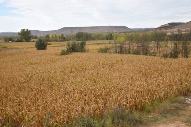 Rural landscape with a corn field and mountains in the background