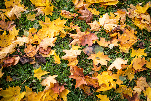 Yellow, brown and red maple leaves in long green grass. Autumn and weather.