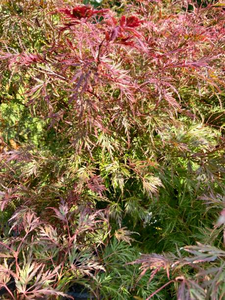 istock Colourful Japanese maple leaves in autumn 1755795244