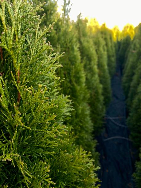 istock Rows of false cypress trees at a plant nursery 1755798030