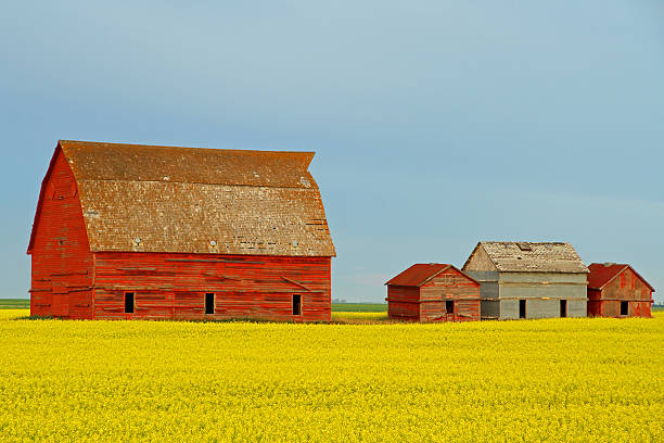 istock Prairie Buildings in Canola Field 175580533
