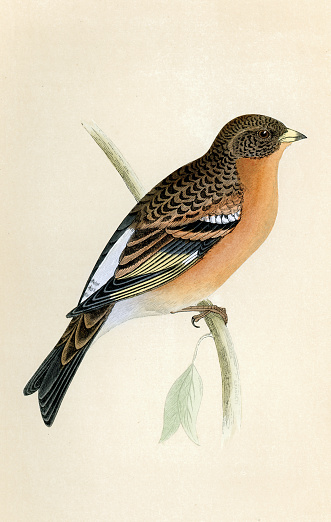 Vintage illustration of Brambling or mountain finch, Fringilla montifringilla, passerine bird, Wildlife art, Victorian, 19th Century