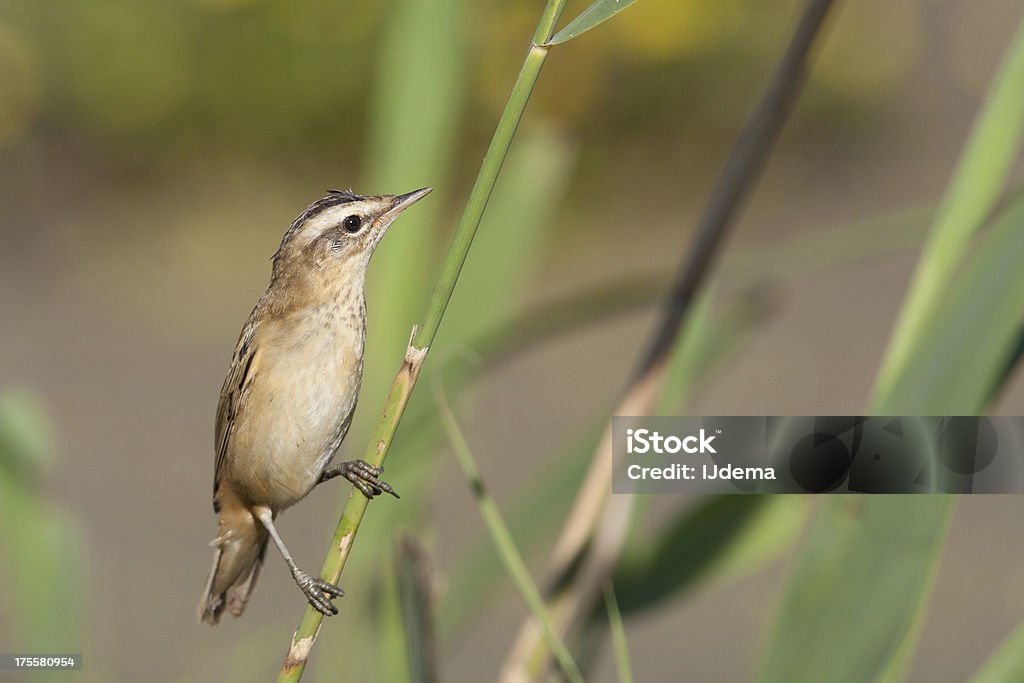 Sedge Warbler (Acrocephalus schoenobaenus) A Sedge Warbler (Acrocephalus schoenobaenus) in its natural environment Animal Stock Photo