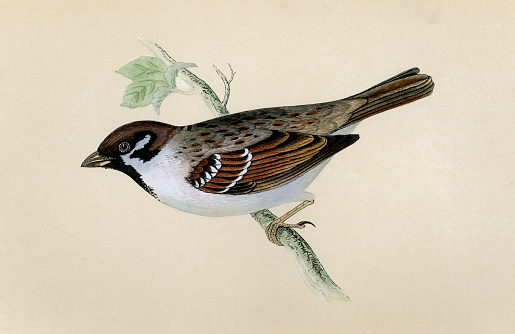 Vintage illustration of Eurasian tree sparrow, Passer montanus, passerine bird, Wildlife art, Victorian, 19th Century. a passerine bird in the sparrow famil