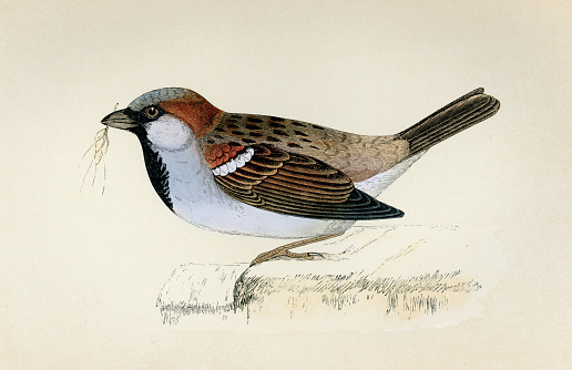 Vintage illustration of House sparrow, Passer domesticus, passerine bird, Wildlife art, Victorian, 19th Century