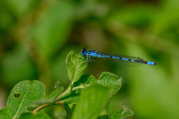 istock Closeup of a dragonfly perched on a plant 1755815316