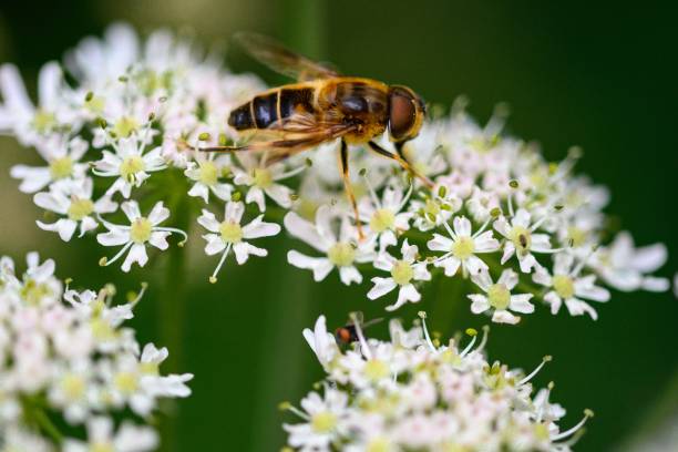 istock Macro of a bee perched on white tiny flowers in Zutendaal, Belgium 1755817504
