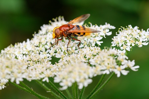 A macro of a bee perched on white tiny flowers in Zutendaal, Belgium