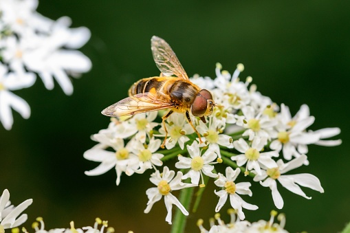 A macro of a bee perched on white tiny flowers in Zutendaal, Belgium