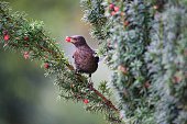 Black bird eating a red berry from a pine tree.
