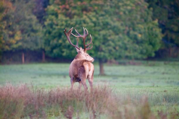 istock Red deer stag bellowing in the Autumn rut 1755842999