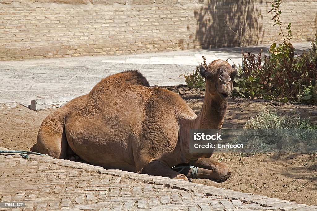 Ouzbékistan, camel - Photo de Asie libre de droits
