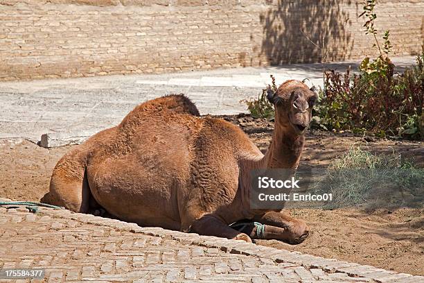 Photo libre de droit de Ouzbékistan Camel banque d'images et plus d'images libres de droit de Asie - Asie, Bosse, Chameau