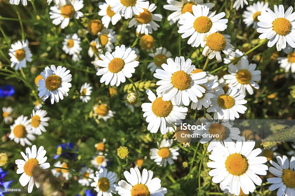 Wild daisies - Foto de stock de Aire libre libre de derechos