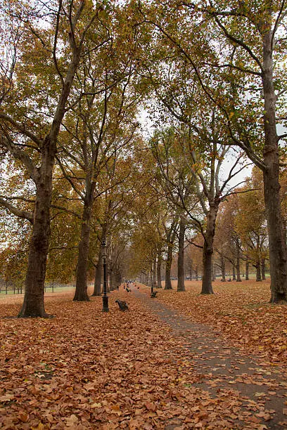 st.james park in autumn at london england UK