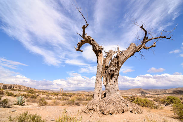 istock Desert Tabernas in Almeria Province Spain 1755846865