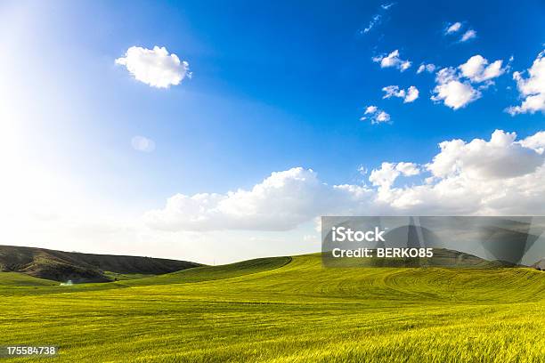 Campo De Trigo Verde - Fotografias de stock e mais imagens de Agricultura - Agricultura, Ajardinado, Ancara - Turquia