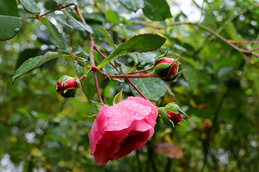 Close-up of the branch of a shrub rose whose pink buds and flowers are wetted with raindrops.